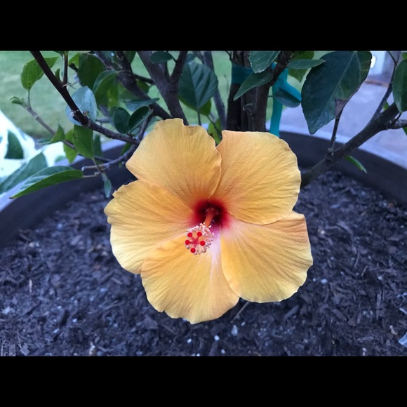 Meet your Posher, Trish - Picture 1 of 1